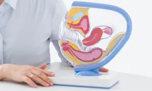 Model anatomiczny narządów rodnych kobiety, obok którego leży pipella do biopsji endometrium.