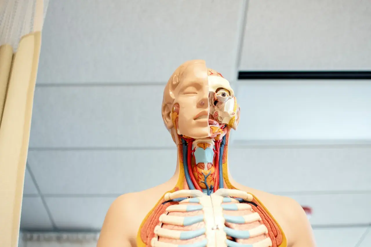 Model anatomiczny pokazuje przekrój głowy i klatki piersiowej, uwidaczniając szczegóły budowy gardła, krtani i żeber.