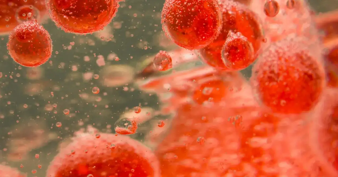 Czerwone, pęcherzykowate struktury, przypominające erytrocyty podwyższone, unoszą się w płynie.