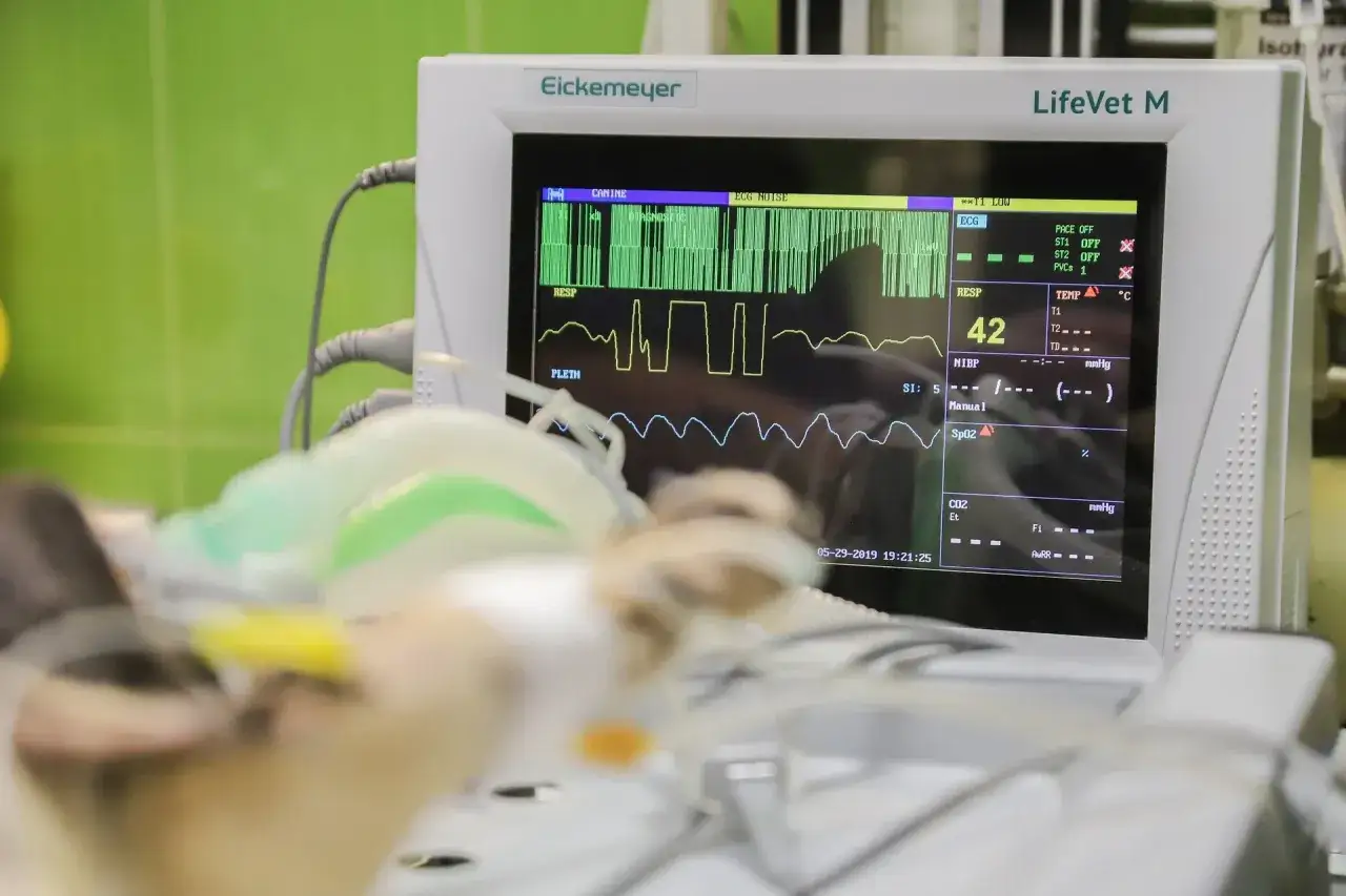 Monitor weterynaryjny pokazuje jak wygląda echo serca, wyświetlając krzywe EKG, oddechu i saturacji.