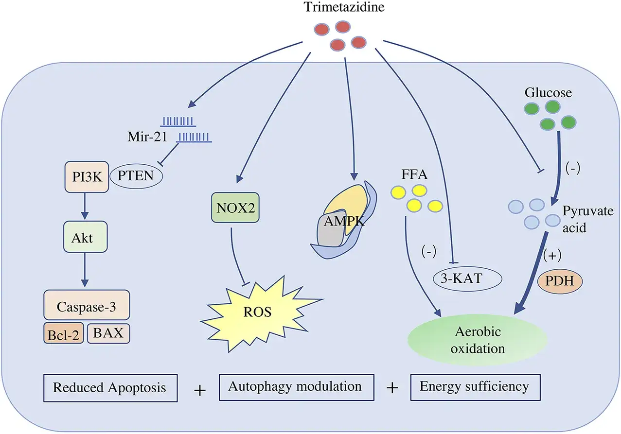 Schemat przedstawia działanie Trimetazydyny, wpływając na ścieżki PI3K/Akt, NOX2/ROS, AMPK, metabolizm FFA i glukozy, co prowadzi do redukcji apoptozy, modulacji autofagii i efektywności energetycznej, co jest istotne w kontekście preductal.