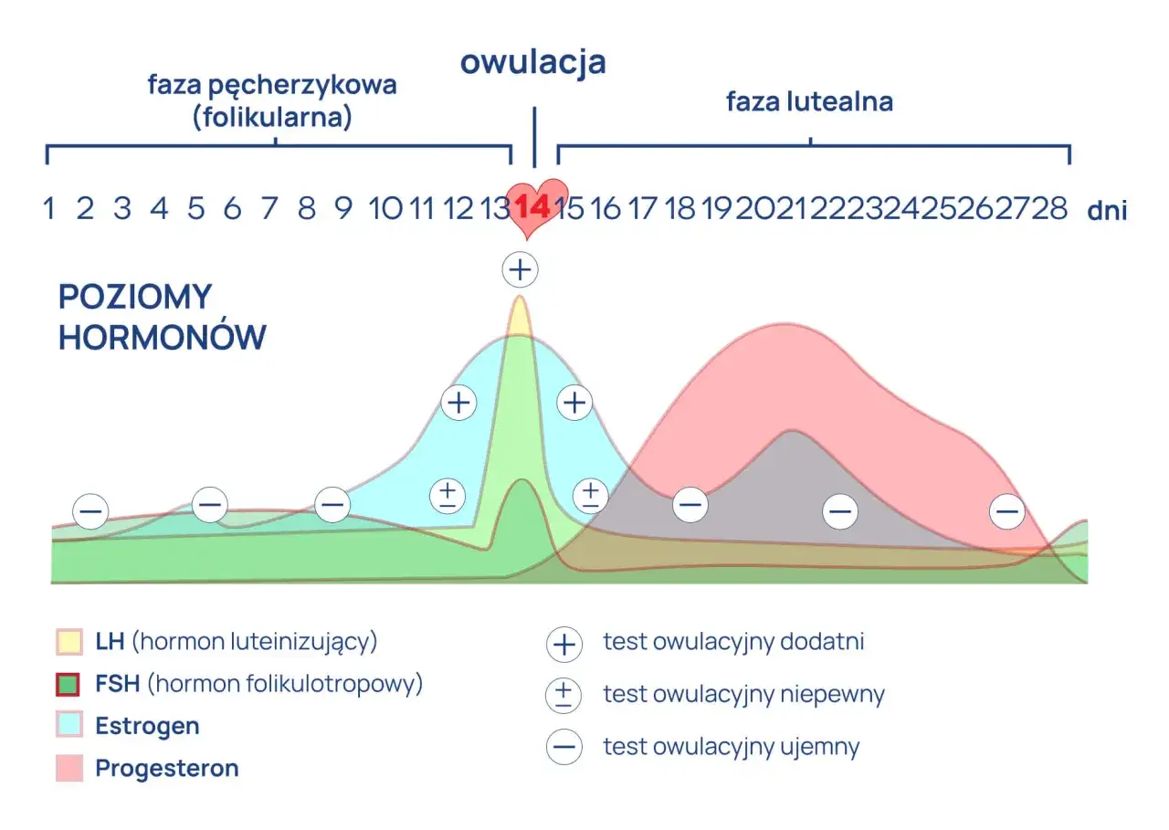 Zdjęcie Jaki poziom progesteronu świadczy o przebytej owulacji i co to oznacza?