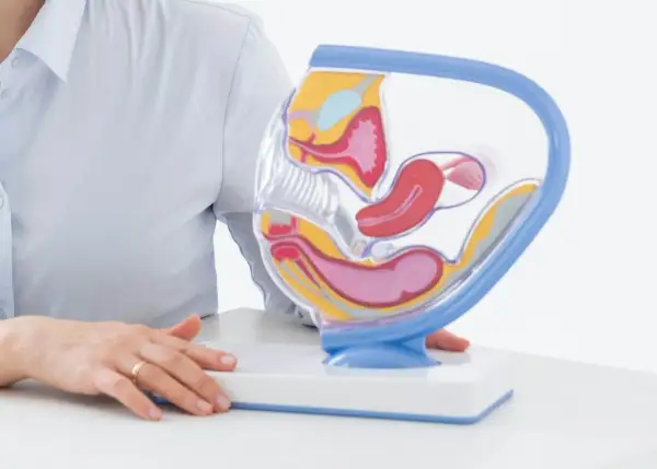 Model anatomiczny narządów rodnych kobiety, obok którego leży pipella do biopsji endometrium.